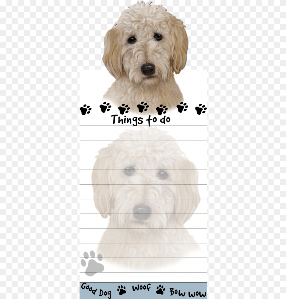 Goldendoodle, Animal, Canine, Dog, Mammal Png Image