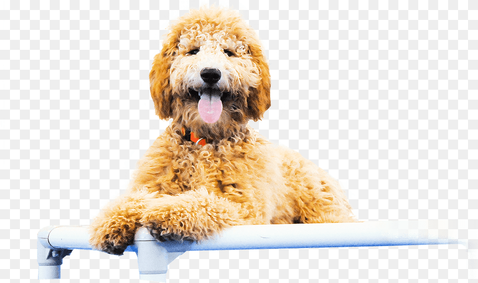 Goldendoodle, Animal, Canine, Dog, Mammal Free Transparent Png