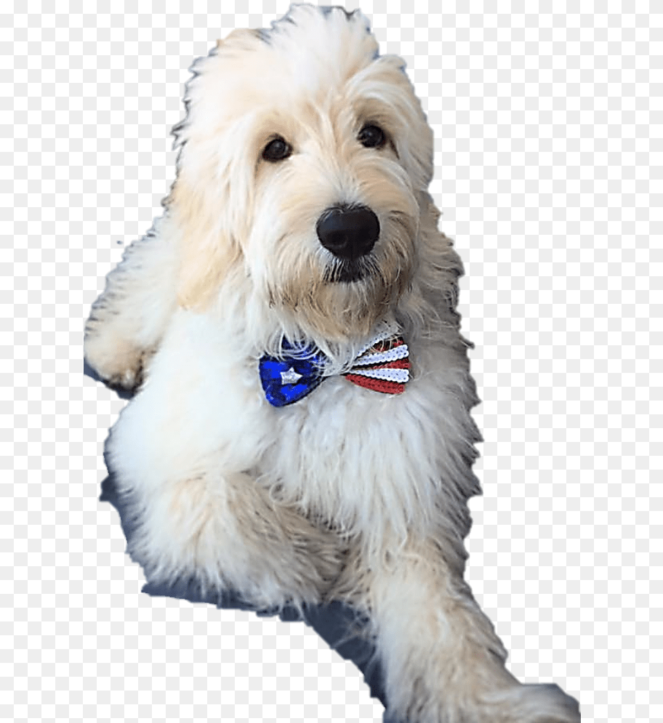 Goldendoodle Puppy Arizona Companion Dog, Accessories, Tie, Pet, Mammal Free Transparent Png