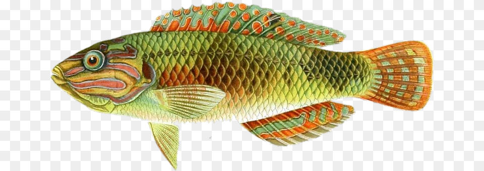 Goldenfish Colorfish Fish Halichoeres, Animal, Sea Life, Perch Free Png