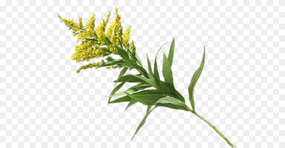 Goldenrod, Flower, Leaf, Plant, Grass Free Png
