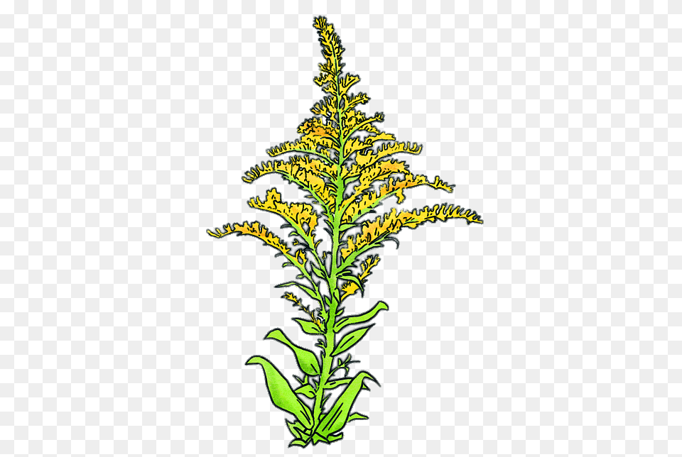 Goldenrod Drawing, Grass, Plant, Fern, Leaf Png