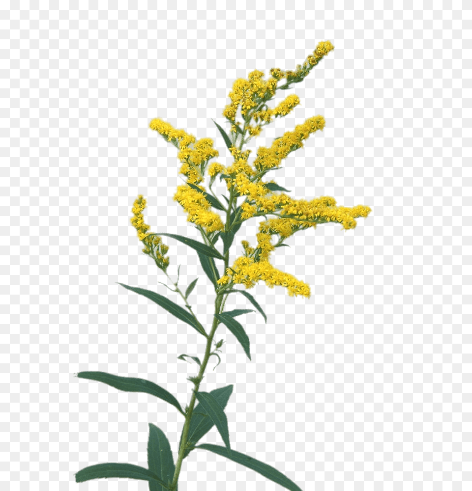 Goldenrod Flowers, Flower, Plant, Green Free Png