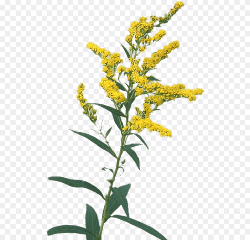 Goldenrod Flowers Transparent Stickpng Goldenrod, Grass, Plant, Flower, Amaranthaceae Png Image
