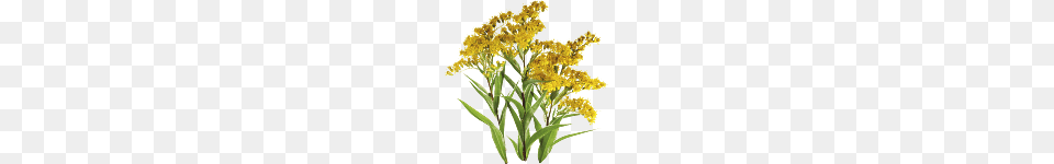 Goldenrod Plant, Flower Free Transparent Png
