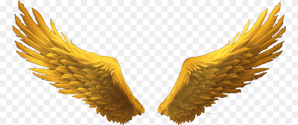 Goldenwings Goldwings Golden Gold Wings Wimg Gold Angel Wings Transparent, Animal, Bird, Eagle Png Image