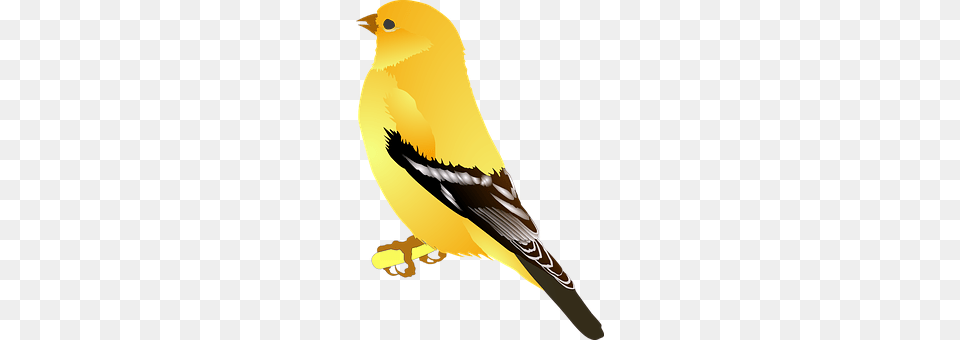 Goldfinch Animal, Bird, Finch, Canary Free Png Download