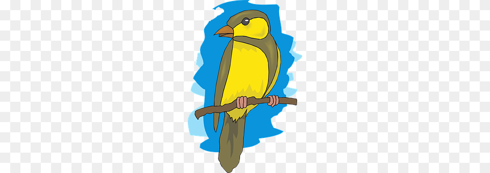 Goldfinch Animal, Baby, Person, Bird Png Image