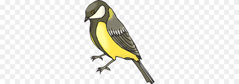 Goldfinch Animal, Bird, Finch, Canary Png Image