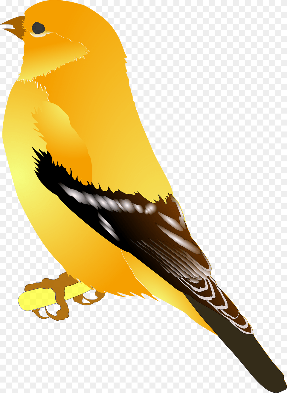 Goldfinch Clipart, Animal, Bird, Finch, Canary Png Image