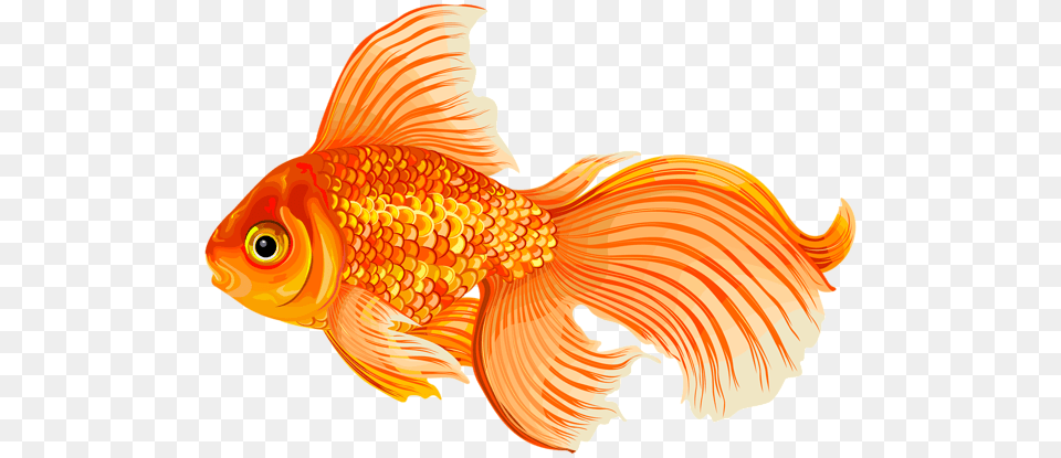 Goldfish, Animal, Fish, Sea Life, Shark Free Png