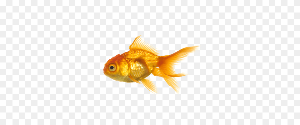 Goldfish, Animal, Fish, Sea Life Png