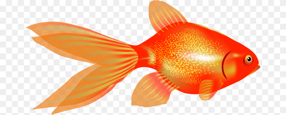 Goldfish, Animal, Fish, Sea Life, Shark Free Transparent Png