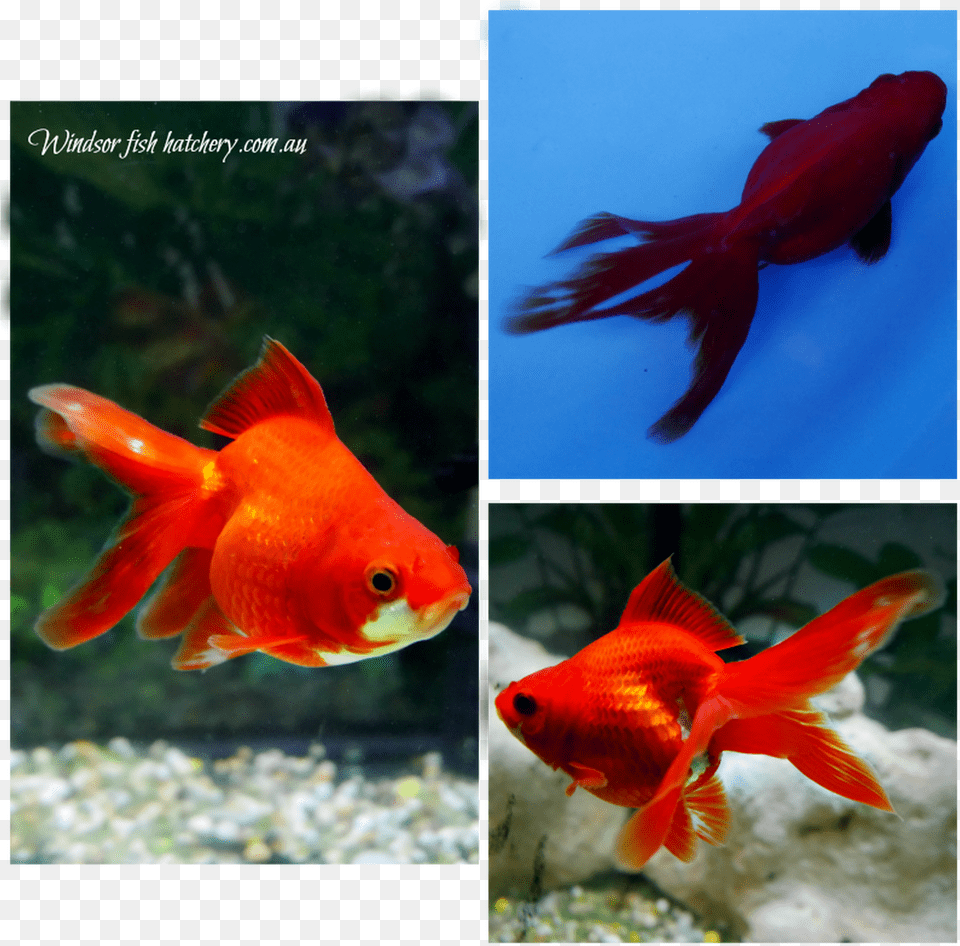 Goldfish Free Transparent Png