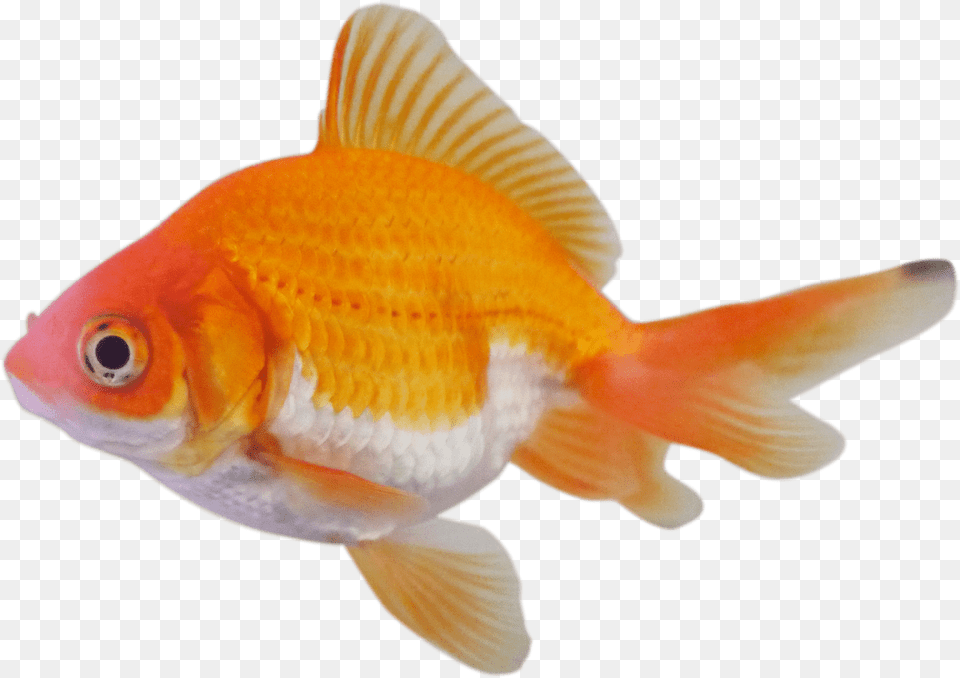 Goldfish, Animal, Fish, Sea Life Png