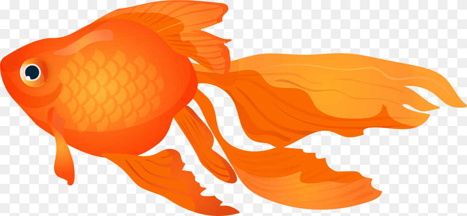 Goldfish, Animal, Fish, Sea Life, Shark Png Image