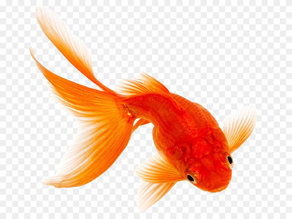 Goldfish, Animal, Fish, Sea Life Free Transparent Png