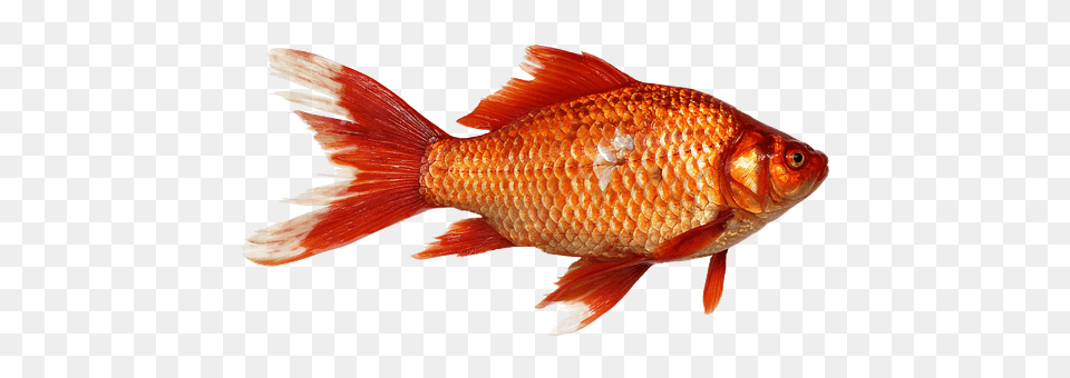 Goldfish Animal, Fish, Sea Life Free Transparent Png