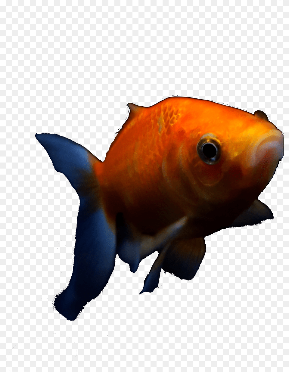 Goldfish 2 Goldfish, Animal, Fish, Sea Life Free Png Download