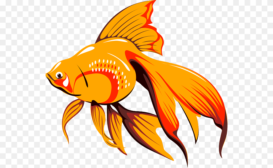 Goldfish, Animal, Fish, Sea Life, Shark Free Transparent Png