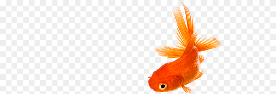 Goldfish, Animal, Fish, Sea Life Free Transparent Png