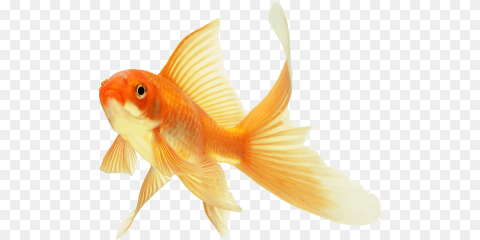 Goldfish, Animal, Fish, Sea Life Free Transparent Png