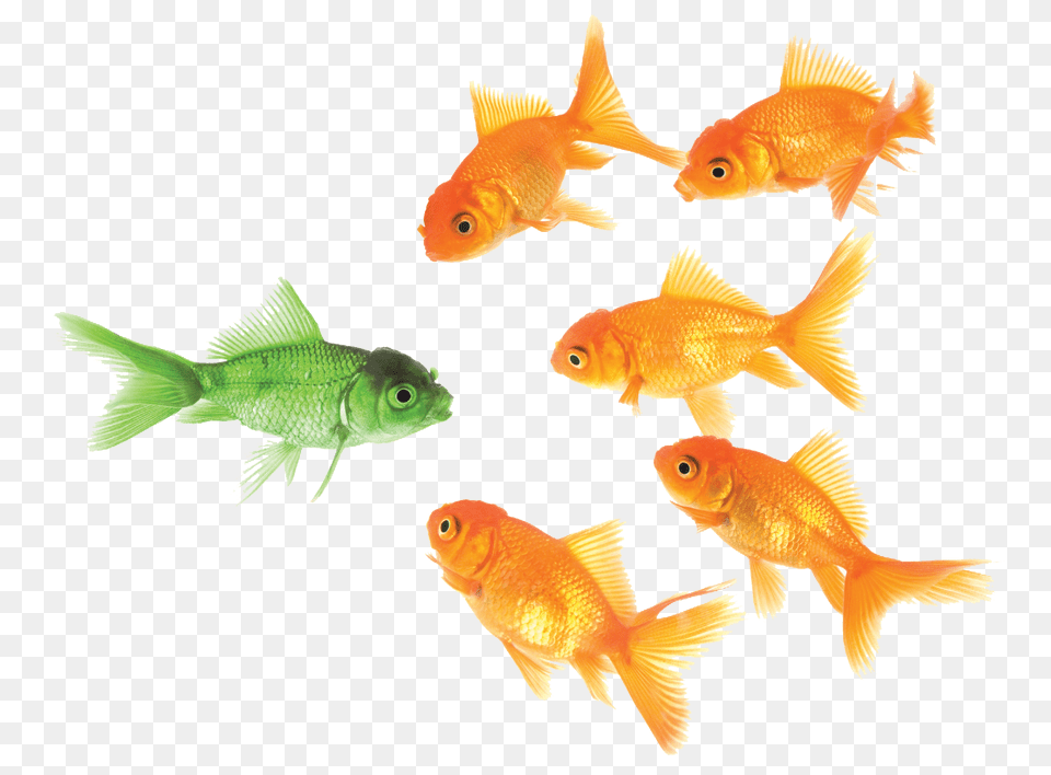 Goldfish, Animal, Fish, Sea Life Png