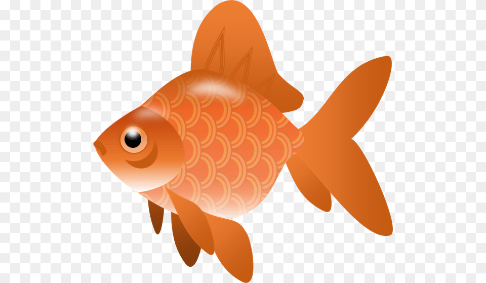 Goldfish, Animal, Fish, Sea Life, Shark Free Png Download