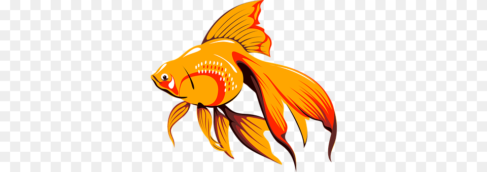 Goldfish Animal, Fish, Sea Life, Adult Free Png