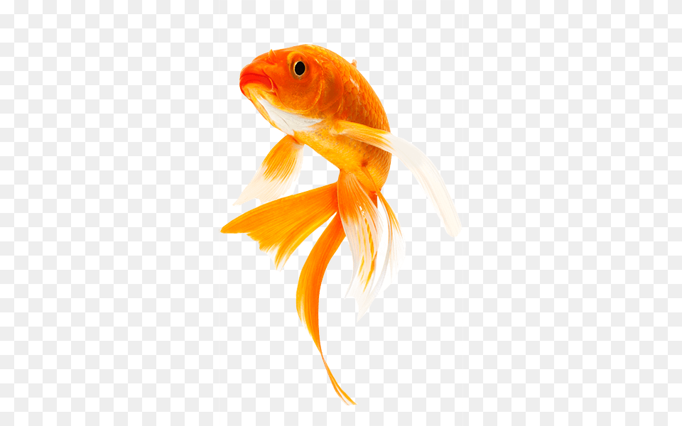 Goldfish, Animal, Fish, Sea Life Png