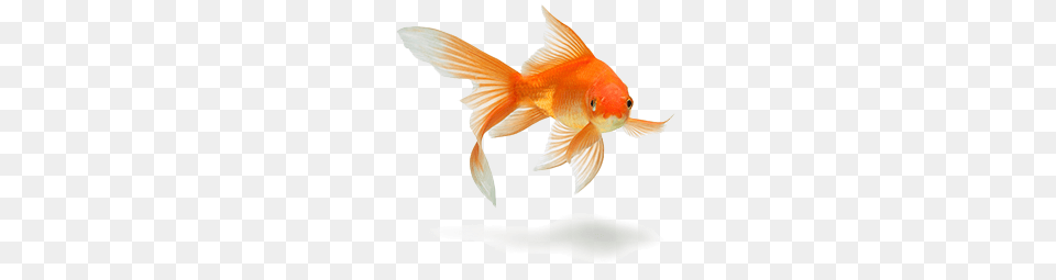 Goldfish, Animal, Fish, Sea Life Free Transparent Png