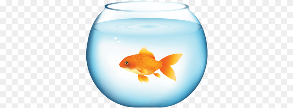 Goldfish, Animal, Fish, Sea Life, Hot Tub Png