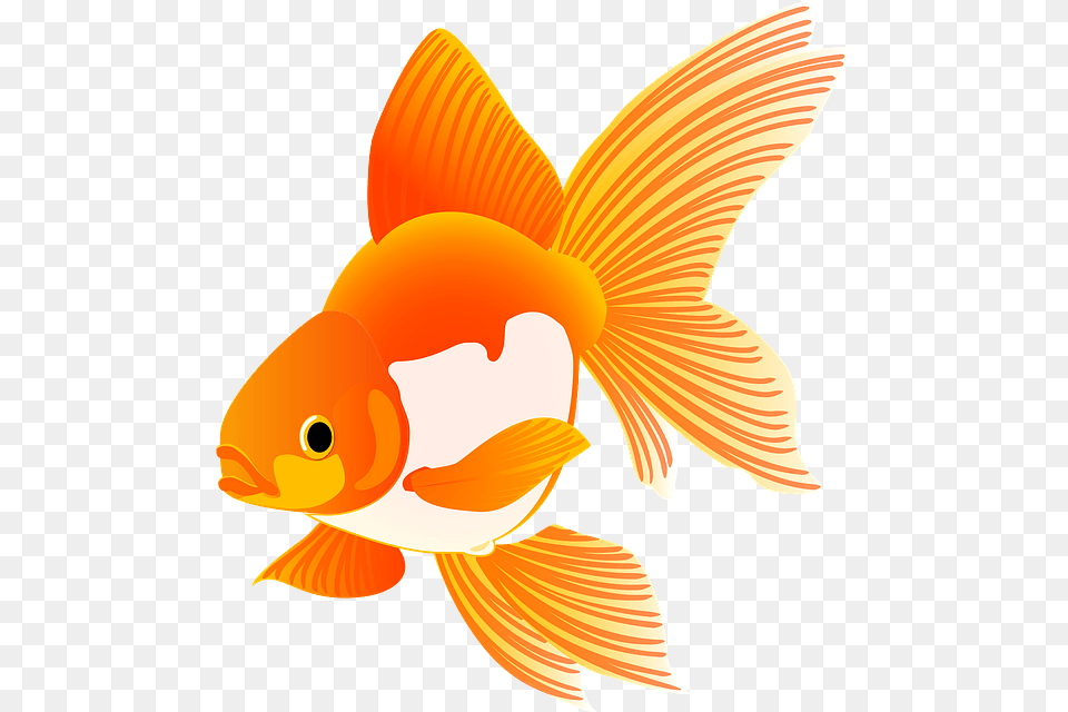 Goldfish, Animal, Fish, Sea Life Png