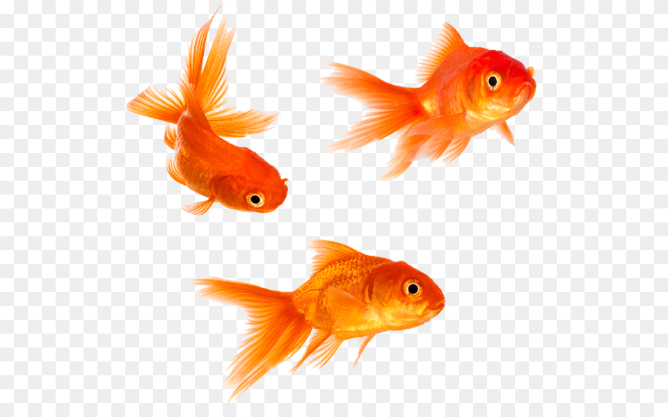 Goldfish, Animal, Fish, Sea Life Png Image