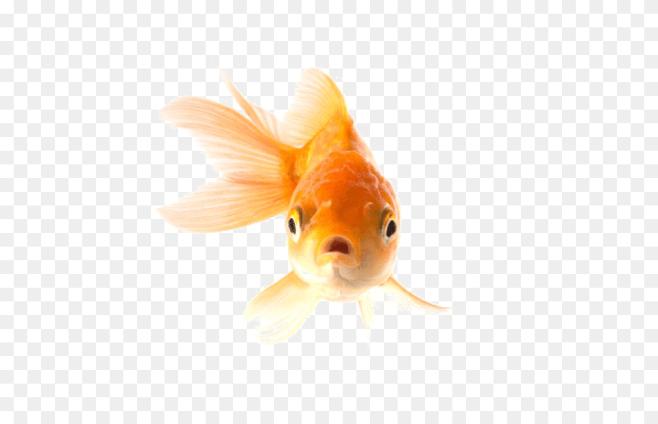 Goldfish, Animal, Fish, Sea Life Free Png