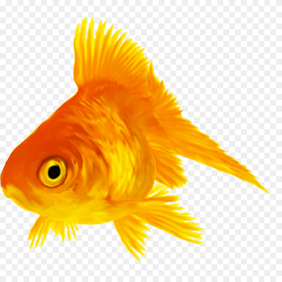 Goldfish, Animal, Fish, Sea Life Free Png Download