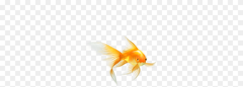 Goldfish, Animal, Fish, Sea Life Png Image