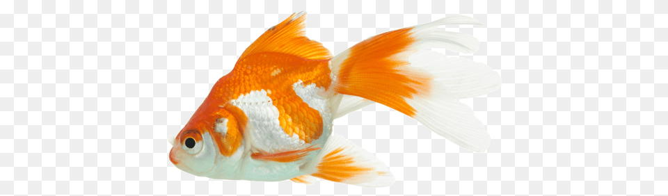 Goldfish, Animal, Fish, Sea Life Free Png