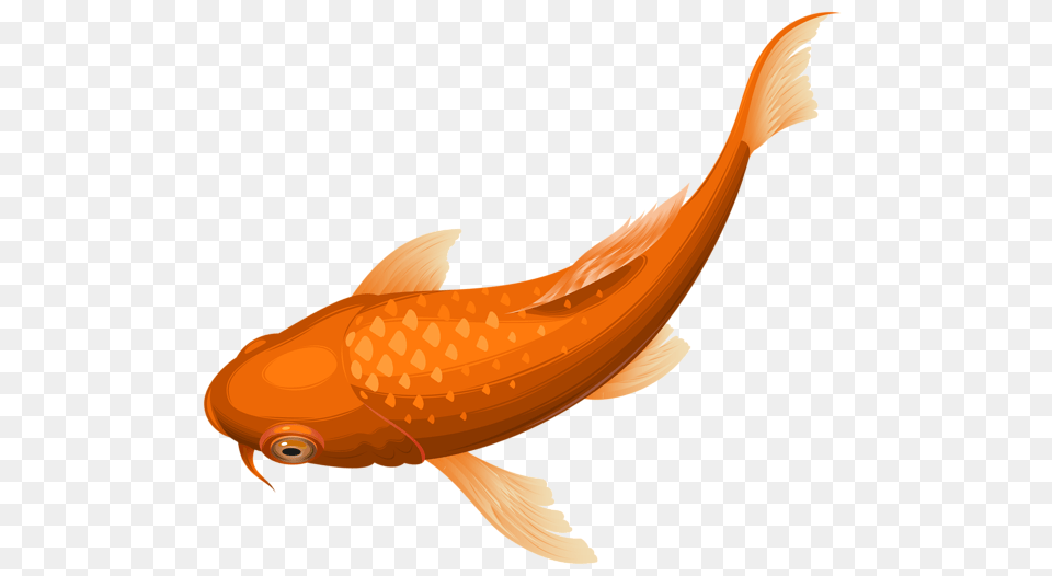Goldfish, Animal, Sea Life, Fish, Shark Free Png