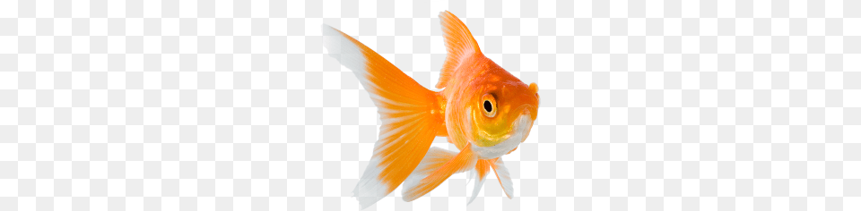 Goldfish, Animal, Fish, Sea Life Png