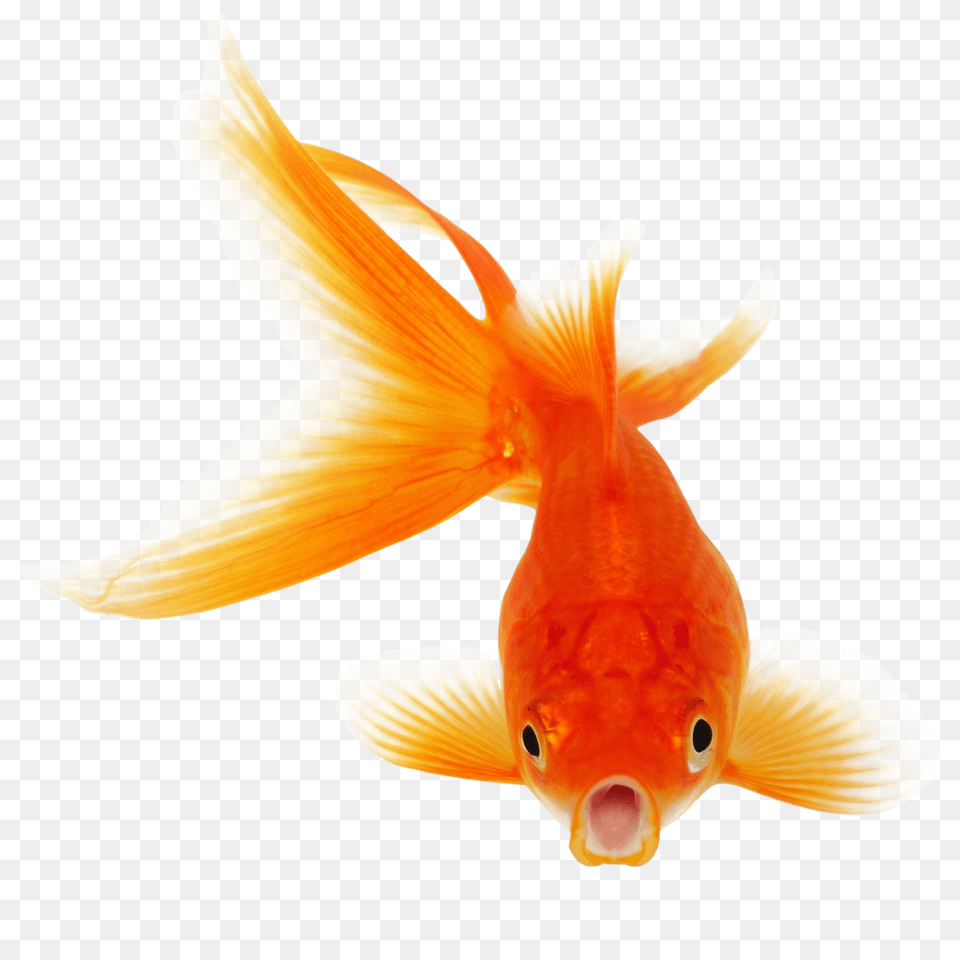 Goldfish, Animal, Fish, Sea Life Free Transparent Png