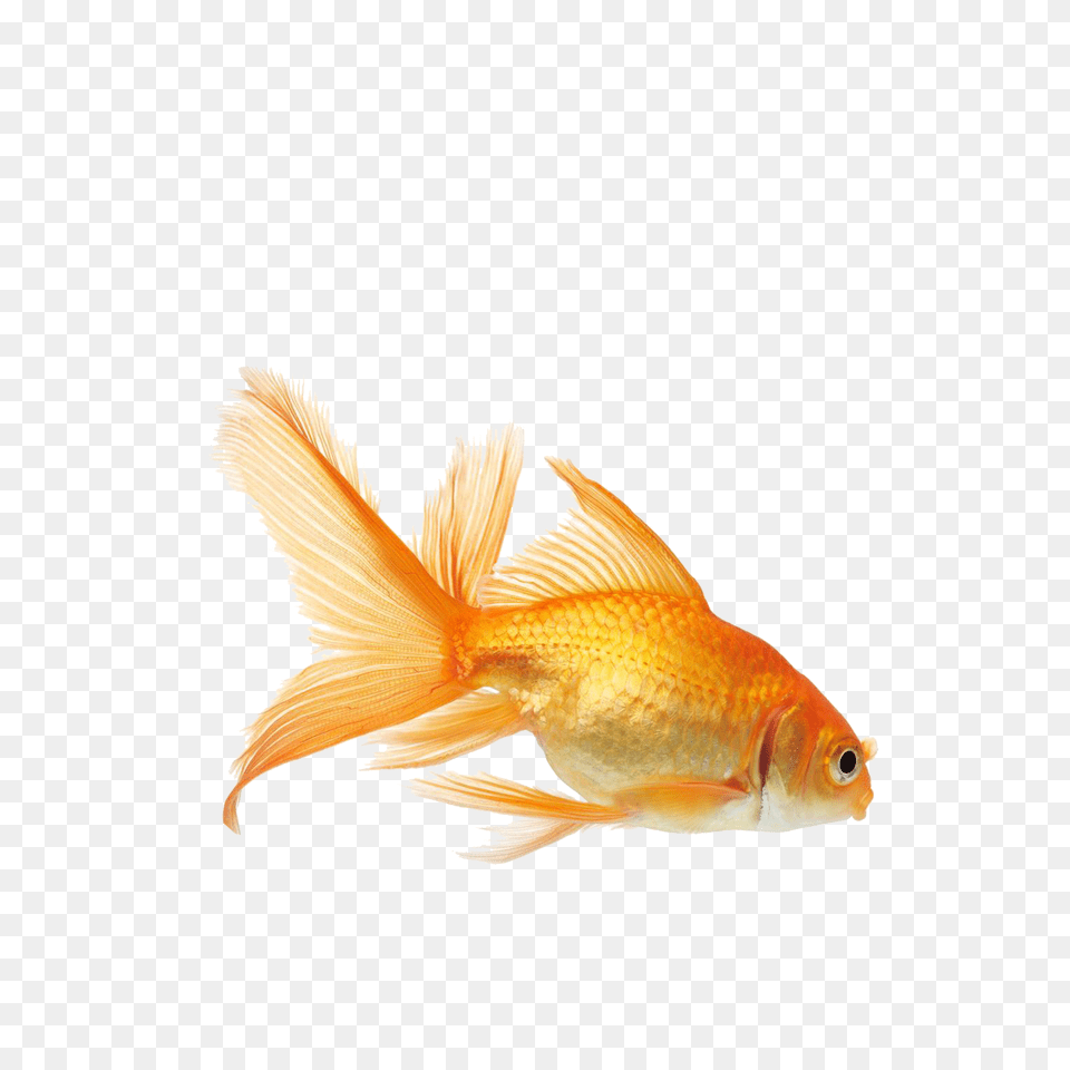 Goldfish, Animal, Fish, Sea Life Png Image