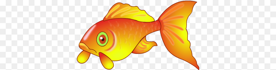 Goldfish, Animal, Fish, Sea Life, Clothing Free Transparent Png