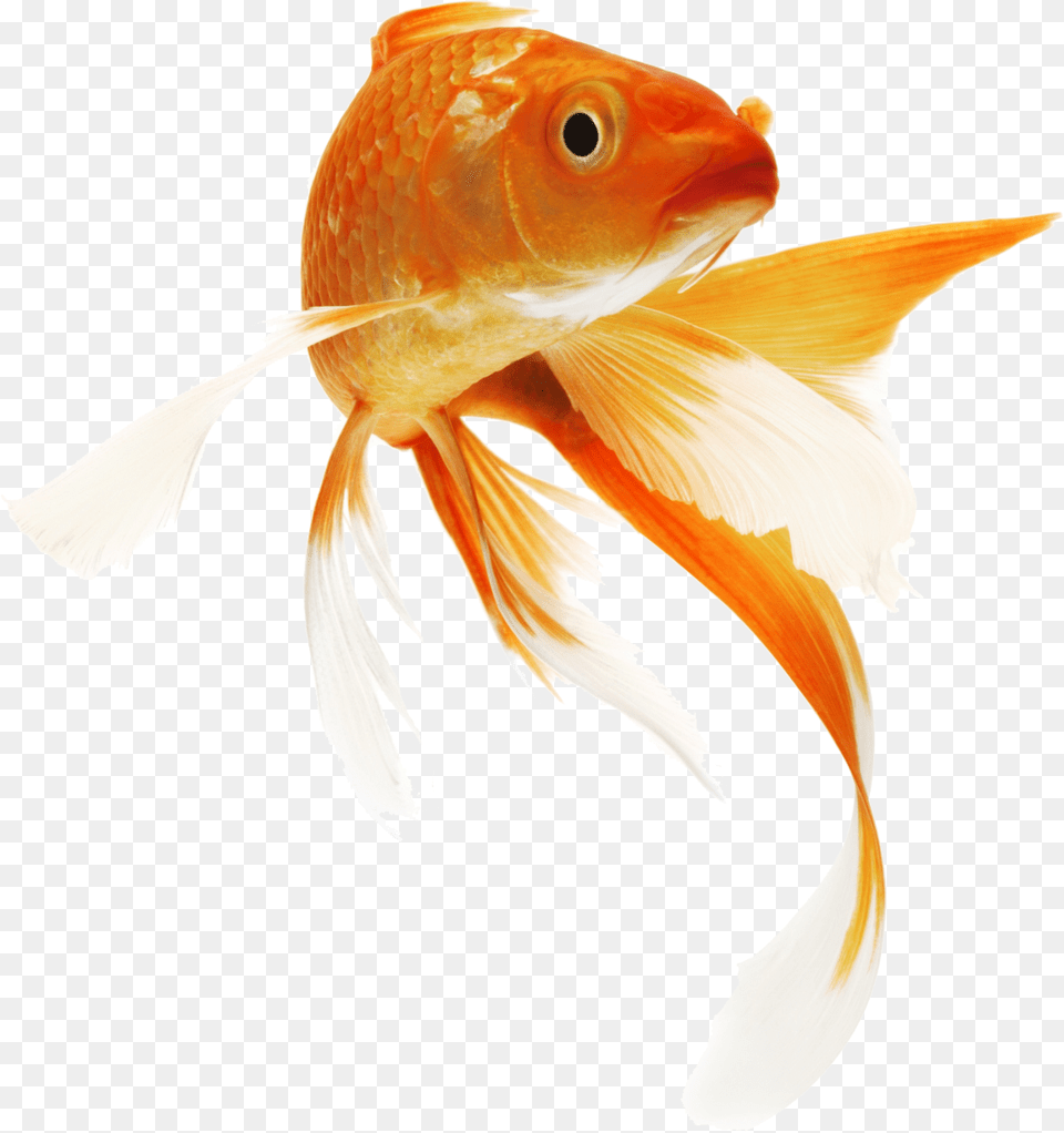 Goldfish, Animal, Fish, Sea Life Free Png