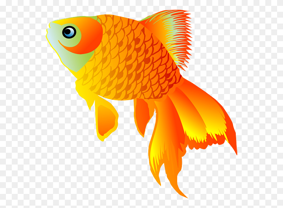 Goldfish, Animal, Fish, Sea Life Free Png