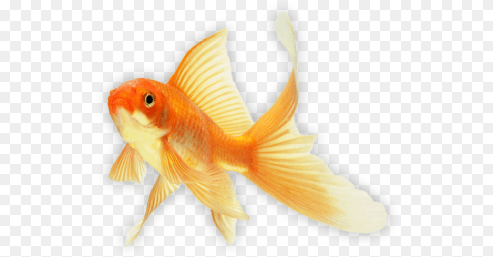 Goldfish, Animal, Fish, Sea Life Png Image