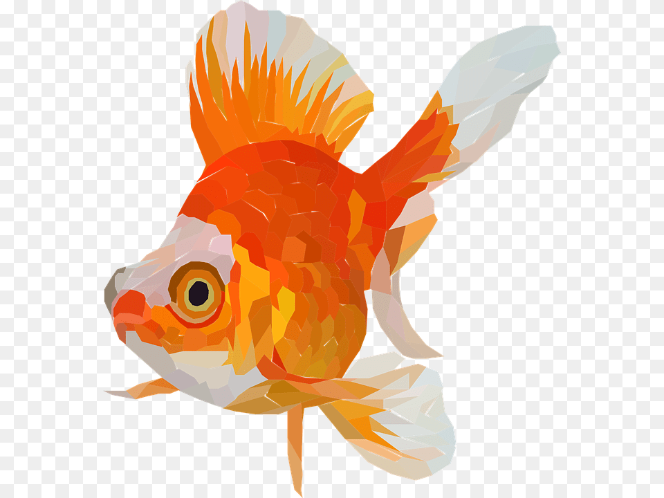 Goldfish, Animal, Fish, Sea Life, Baby Free Transparent Png
