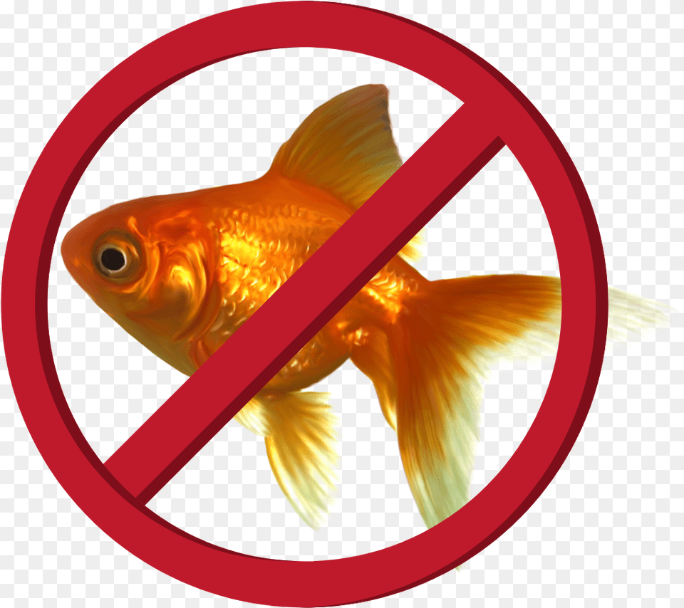 Goldfish, Animal, Fish, Sea Life Png Image