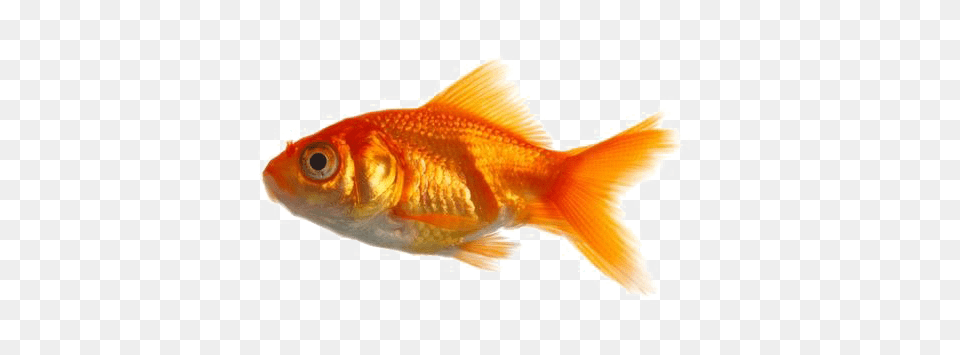 Goldfish, Animal, Fish, Sea Life Png