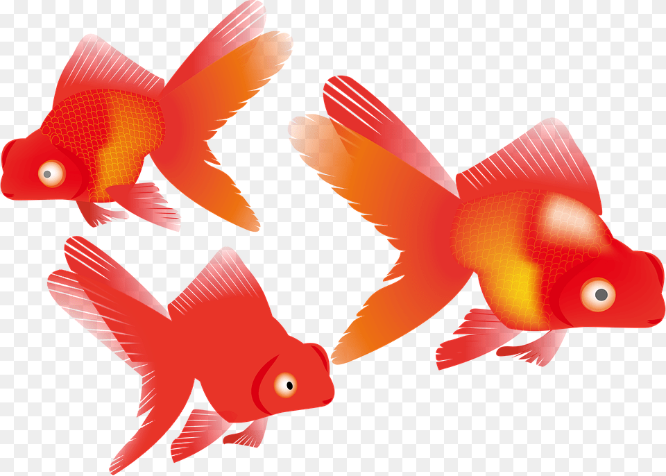 Goldfish, Animal, Sea Life, Fish Png
